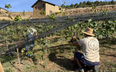 La verema de Vinyes d’Estamariu supera els 1.500 quilos de raïm, que es destinaran a l’elaboració d’un miler d’ampolles de vi